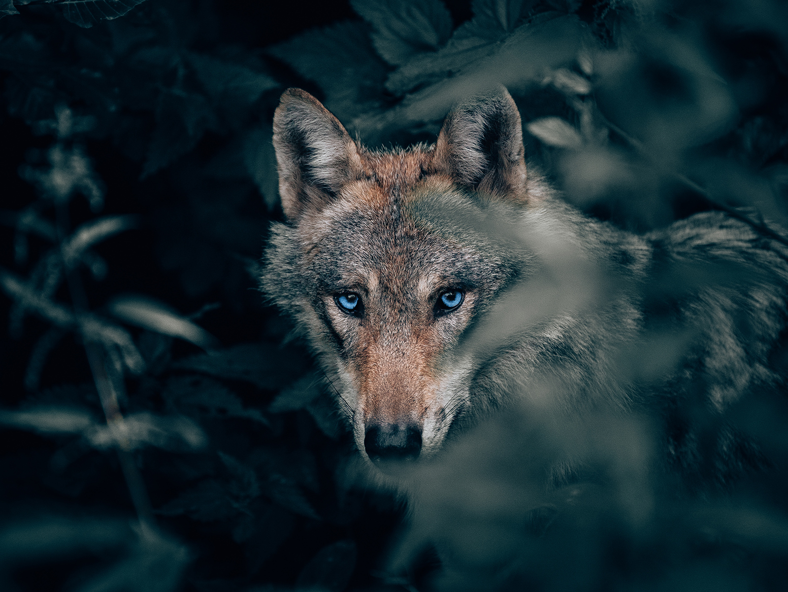 Alpha Spirit - karma