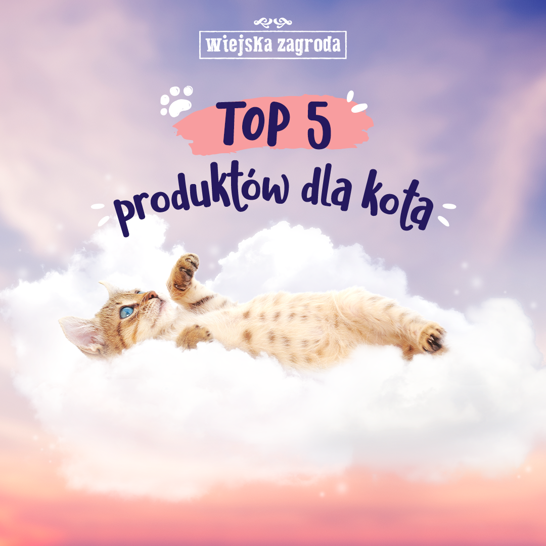 Najlepsza karma dla kota! Poznaj nasz TOP 5 produktów rekomendowanych dla kotów 