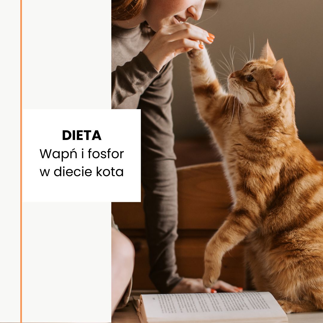 Wapń i fosfor w diecie kota – równowaga, która ma znaczenie