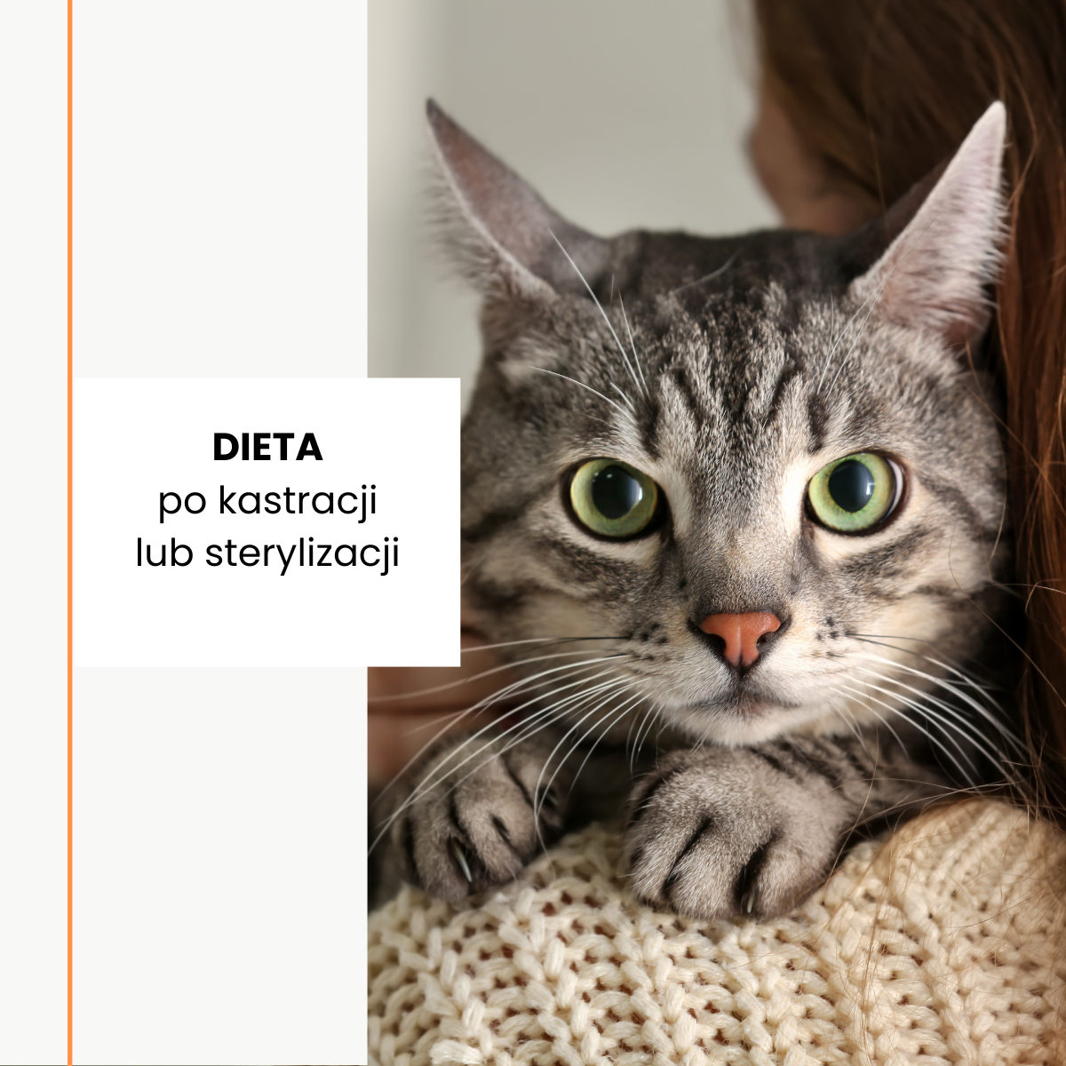 Dieta psa lub kota po zabiegu kastracji lub sterylizacji