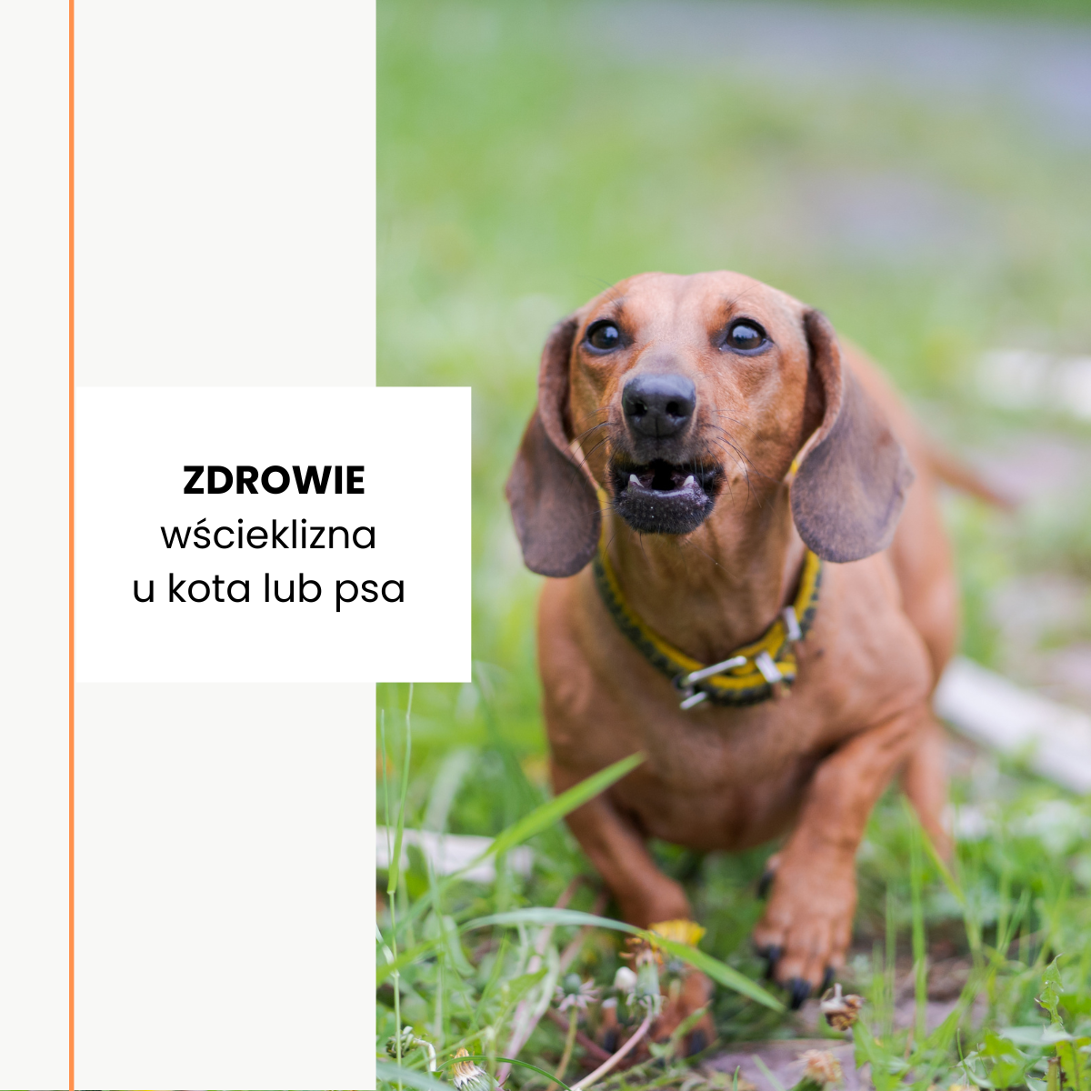 Wścieklizna u zwierząt domowych: skąd się bierze?