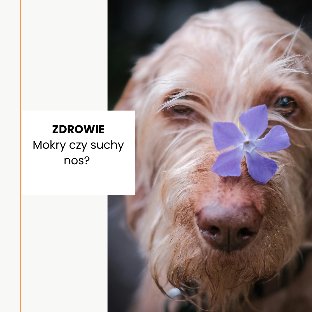 Suchy nos u psa – co oznacza? Przyczyny, objawy i kiedy reagować  