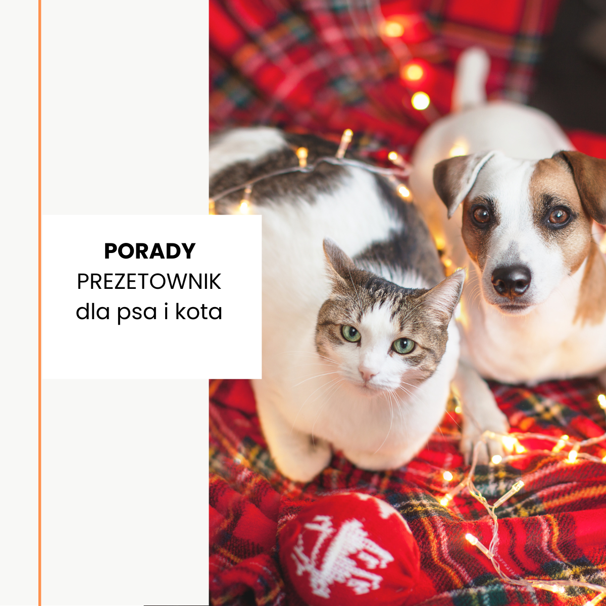Prezenty dla psa i kota na Święta: najlepszy prezentownik świąteczny 2025