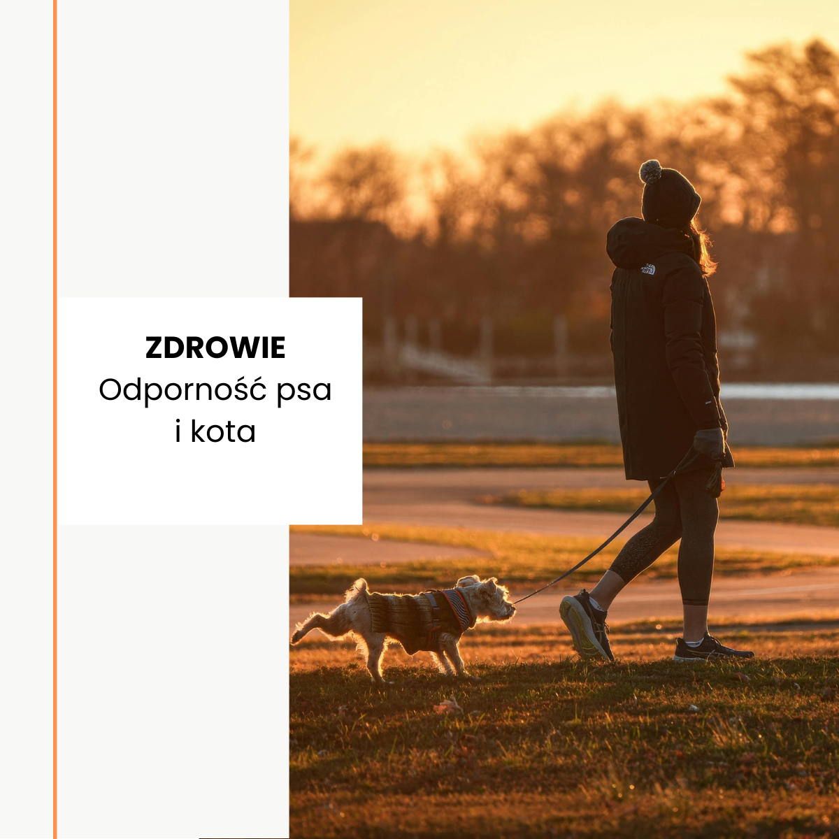 Psia i kocia odporność: jak wspierać zdrowie pupila przez cały rok?